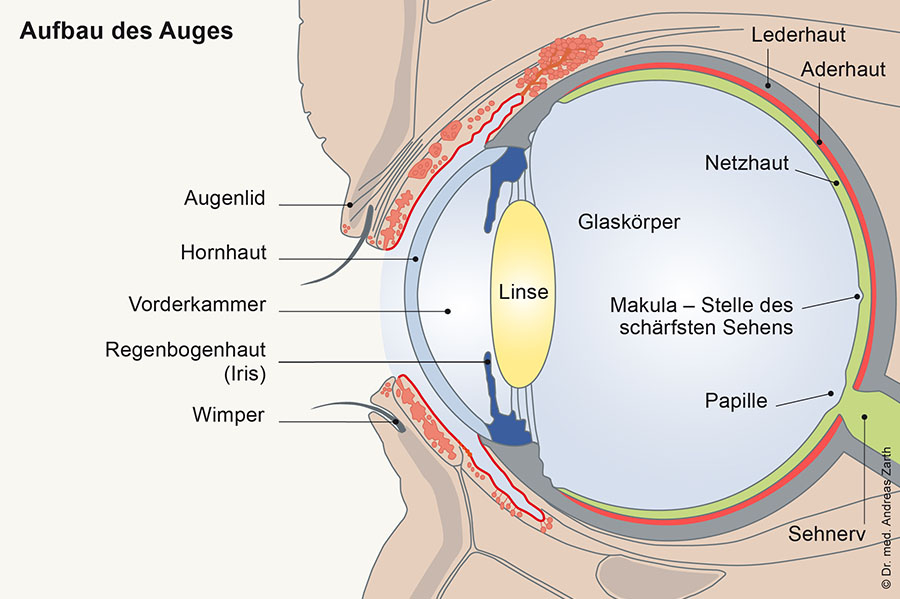 Aderhaut Auge muenchen - Aderhautentzündung