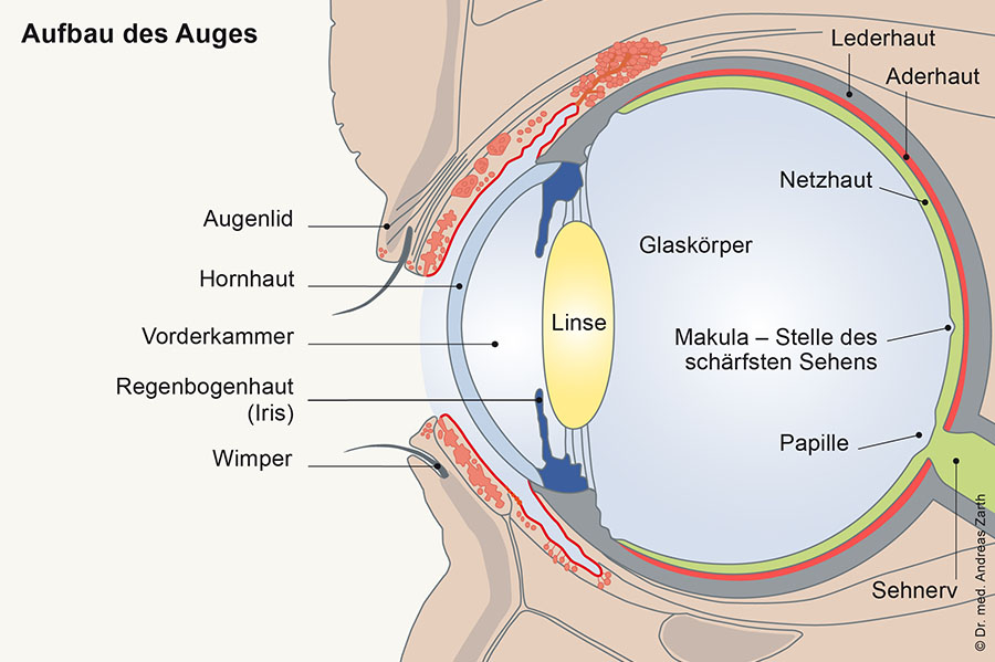 Hornhautverkruemmung astigmatismus muenchen dr Zarth - Hornhautverkrümmung